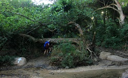 jungle hiking in Sayulita