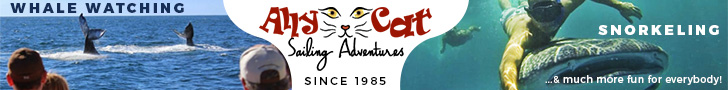 Ally Cat Whale Watching Banner
