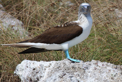 Blue Footed Booby at La Islas Marietas (Marieta Islands)