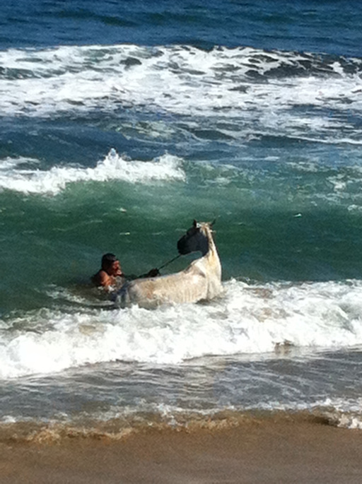 sayulita horse ocean 