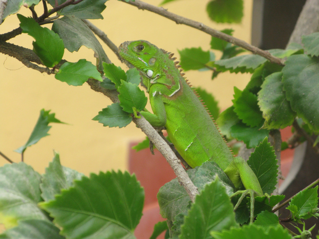 sayulita iguana 