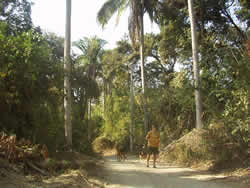 sayulita hiking jungle