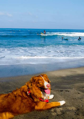 photo of dog on beach