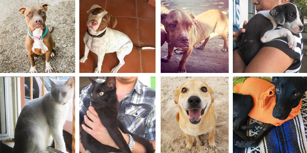 photos of available dogs