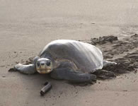 sayulita sea turtle