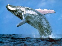 sayulita humpback whales