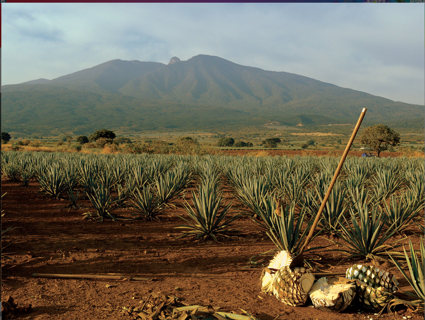 Featured Sayulita Business: Real Tequila