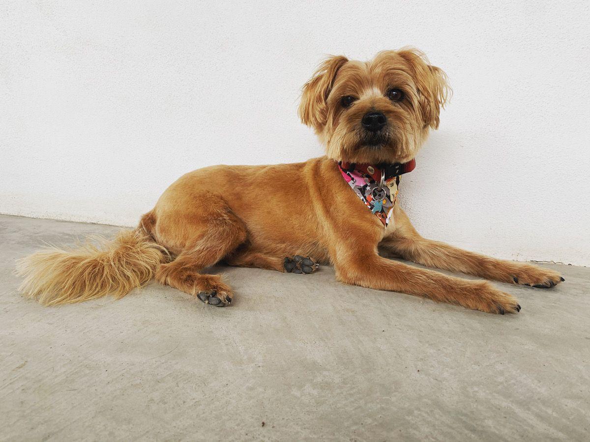 Pawpy Love Spa: From Sydney Café Owner to Sayulita Dog Groomer