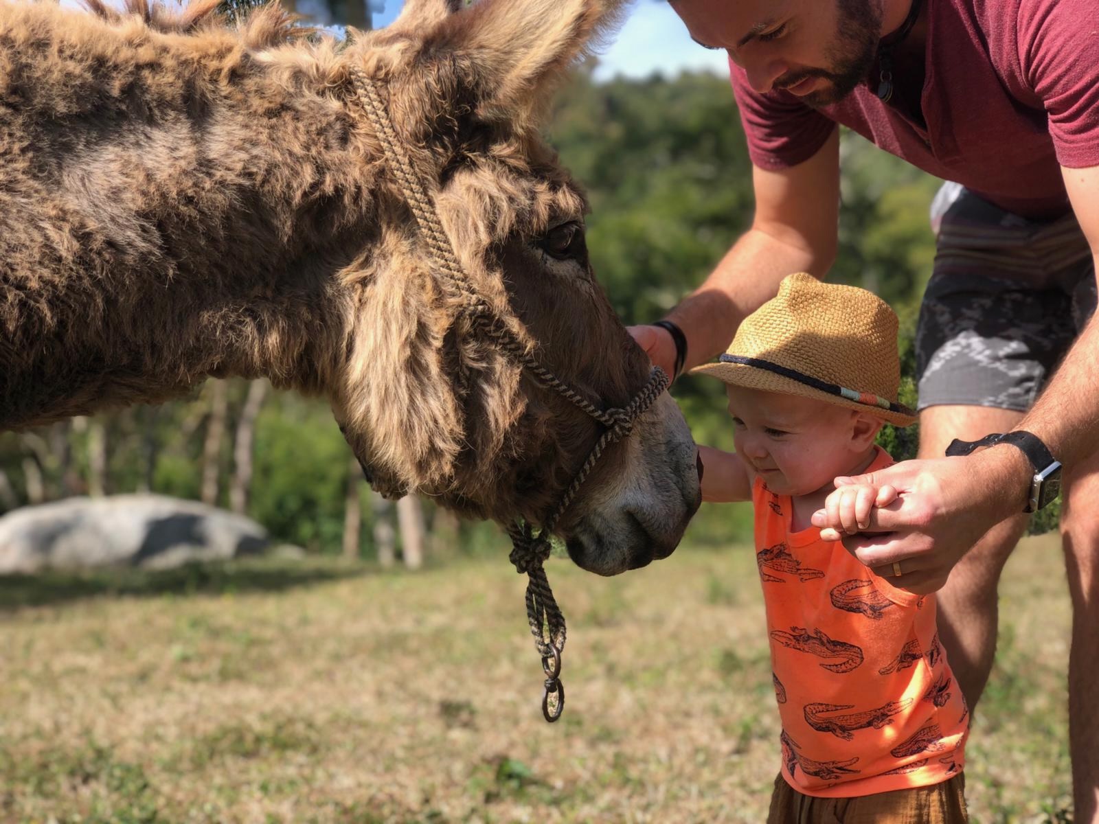Natikari: Jungle Hikes, Birding and Donkey Tours With a Sayulita Biologist